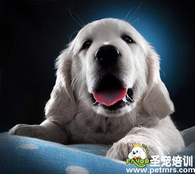給狗狗熬粥