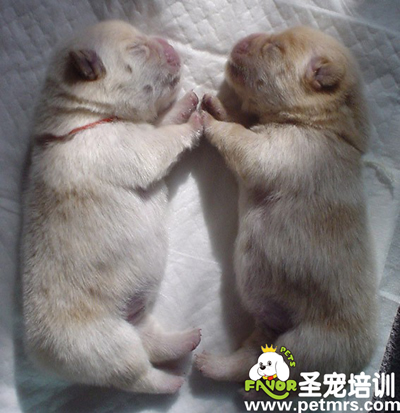 新生幼犬的飼養