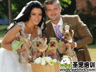 英國一對(duì)新人和他們的小狗伴娘。