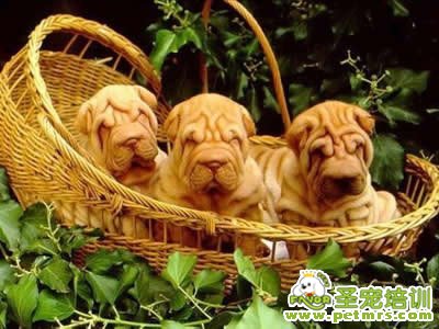 狗狗愛買不買 健康狀況沒證明