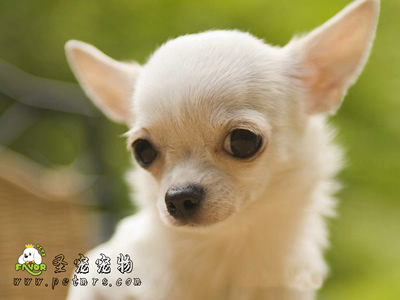 蓋和磷對(duì)狗狗的重要性