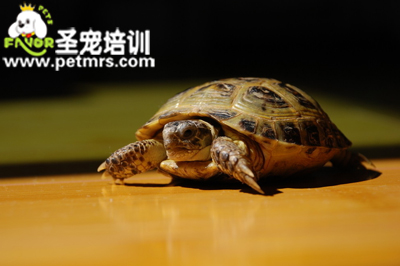 龜的常見疾病—白眼病的診斷和治療方法
