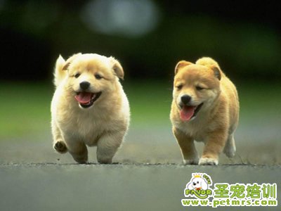 飼養幼犬的八項注意