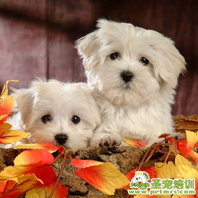 給狗狗不該要慎重