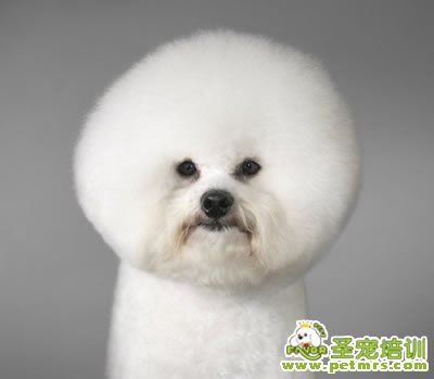 狗狗可以吃很咸的食物嗎