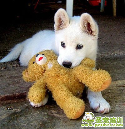 養狗必備的8大件