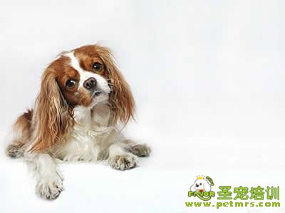 狗狗偏食怎么辦
