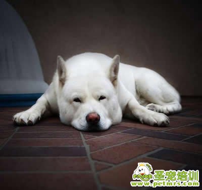 可愛狗狗