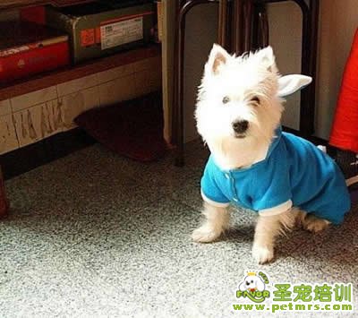 室外養(yǎng)狗狗的注意事項(xiàng)