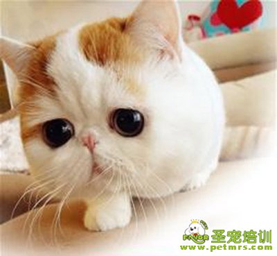 被貓咪抓傷咬傷后的處理方法