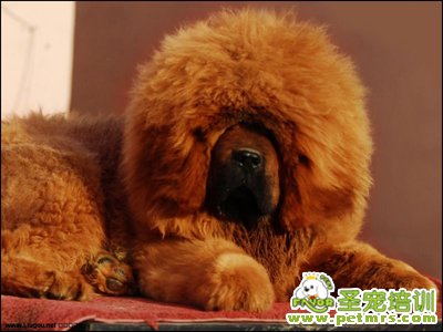 松獅犬中暑了該怎么辦