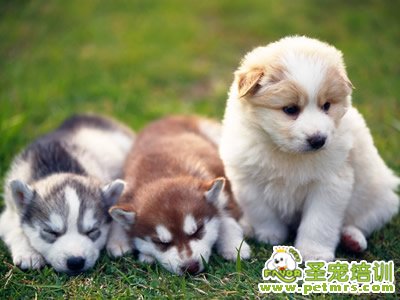幼犬疫苗接種的時間和注意事項