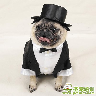 狗狗食道梗阻的診斷和治療方法