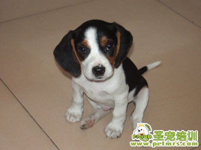 比格犬美容