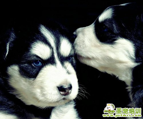 寵物適合喝什么水