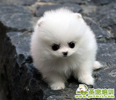 幼犬