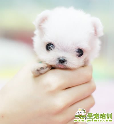 幼犬的注意事項