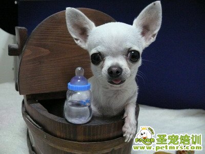 寵物吃多少合適