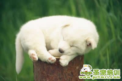 狗狗中毒怎么辦