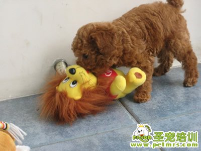 泰迪犬