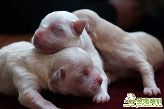 剛出生的幼犬