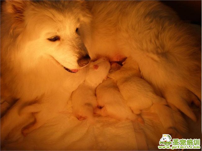 哺乳期母犬