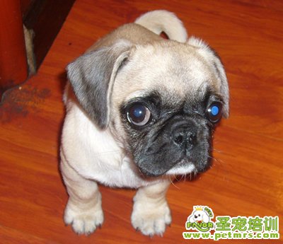 可愛狗狗