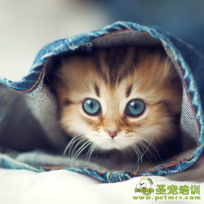 貓咪流感病的傳播和防治