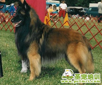 比利時坦比連犬美容