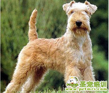 湖畔梗犬美容