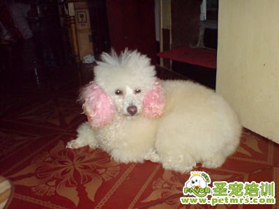 貴賓犬美容