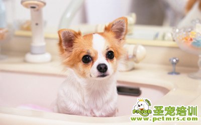 狗狗美容