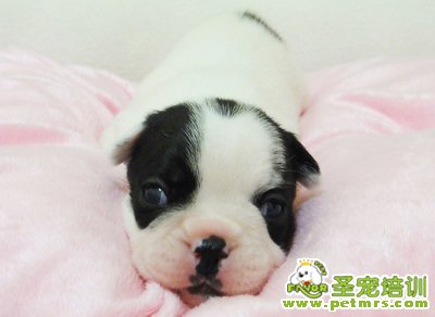 狗狗美容