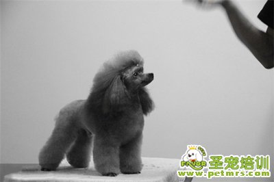 貴賓犬美容造型之幼犬型
