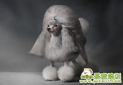 貴賓犬美容造型之歐洲大陸型