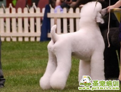 貴賓犬美容造型之運動型
