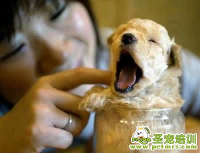 剛出生的狗寶寶如何照顧