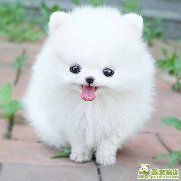 養狗狗