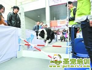 啊哦，碰桿了……