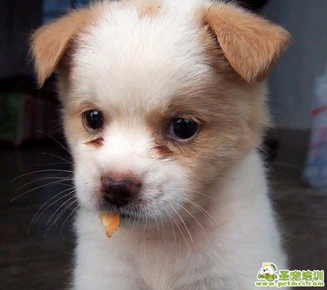 狗狗吃巧克力