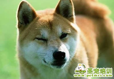 可愛狗狗