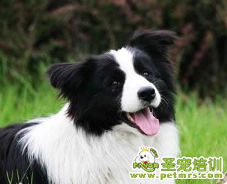 狗狗不吃鹽可以嗎