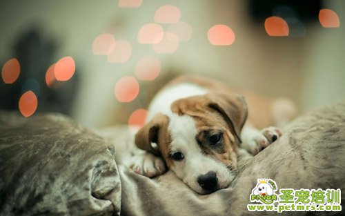 導(dǎo)致幼犬窒息的原因和治療方法