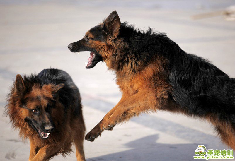 人患狂犬病后引發(fā)的癥狀