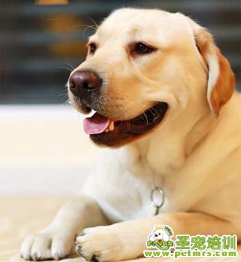 寵物美容之狗狗
