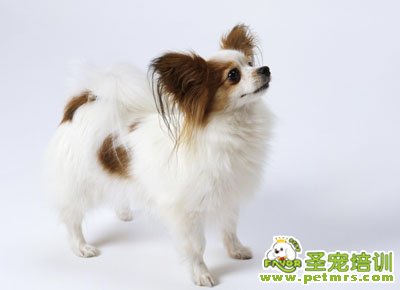 蝴蝶犬美容知識