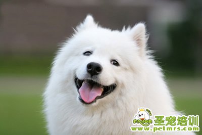 寵物美容