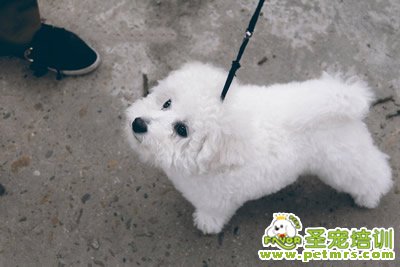 寵物美容知識
