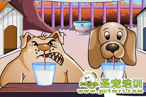 狗狗補充營養(yǎng)
