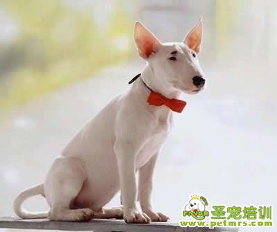 給狗狗做餅干